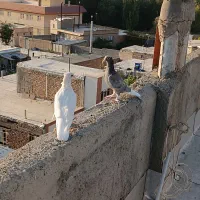 کبوتر|پرنده|قروه, |دیوار
