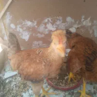 مرغ ۲ تا خروس ۱
