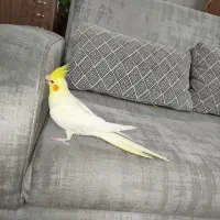 عروس هلندی|پرنده|شهریار, شهریار|دیوار