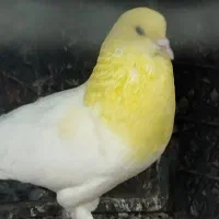 کبوتر دوتا نر یکی ماده