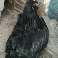 مرغ مرندی و خروس لری برنجی