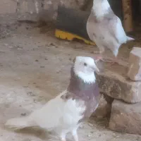 نروماده طوقی‌ضمانتی‌‌ماده‌زات‌طوق‌هفرنگ