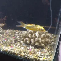 فروش آکواریوم|ماهی|بیجار, |دیوار