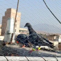 پرنده|پرنده|سبزوار, هویزه|دیوار