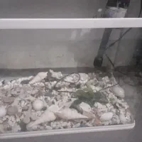 اکواریوم ماهیران