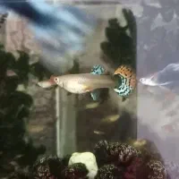 ماهی گوپی ماده