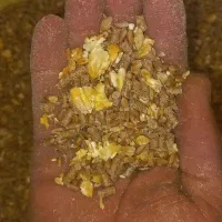 خوراک دام ودان مرغ و بوقلمون