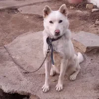 سگ پاکوتاه سامورائیدماده