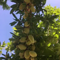 فروش خانه باغ فول مبله|فروش خانه و ویلا|سیاخ دارنگون, |دیوار