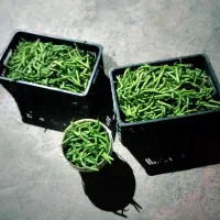 لوبیا سبز تازه چین