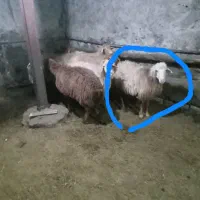 گوسفند قربانی|حیوانات مزرعه|سرعین, |دیوار