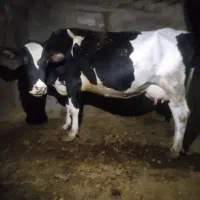 شراکت گاو گوساله|حیوانات مزرعه|هشتگرد, هیو|دیوار