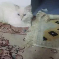 گربه ناز|گربه|مشهد, ویلاشهر|دیوار