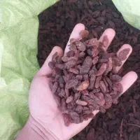 کشمش آفتابی کاشمرباضمانت مخصوص آبگیری ارسال رایگان|خوردنی و آشامیدنی|مشهد, قائم|دیوار