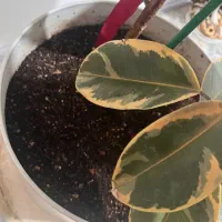 دوعددگل فیکوس ارتشی سفیدوقرمز