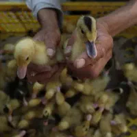 بچه اُردک محلی