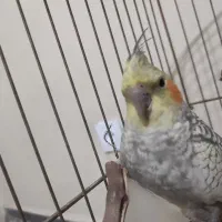 عروس هلندی|پرنده|هشتگرد, فاز ۲ مهستان|دیوار