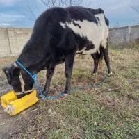 گاو دورگ 7ماه حامله