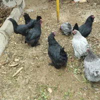 مرغ تزینی جوان