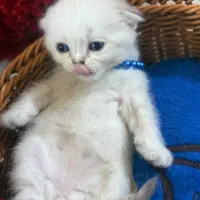 گربه اسکاتیش|گربه|گرگان, |دیوار