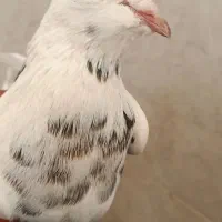 کبوتر پرشی|پرنده|برخوار, |دیوار