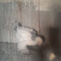 جوجه برهمالایت یک ماهه ویه روزه|حیوانات مزرعه|مرند, |دیوار