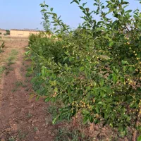 باغ روستای راهجرد(سه راهی آشتیان)|فروش زمین و ملک کلنگی|قم, نیروگاه|دیوار