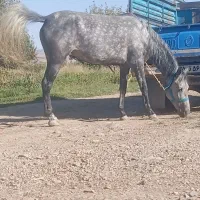 فروش اسب مادیان