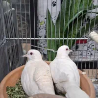 کبوتر خانگی آلبینو با جوجه