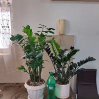 برگ انجیری برگ درشت|گل و گیاه طبیعی|رشت, تازه آباد|دیوار
