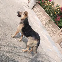 سگ ژرمن