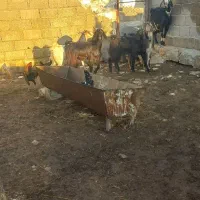 بز دورگ سرحال