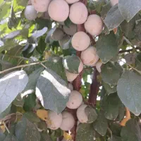 آلو حاج حسنی و کبرایی|عمده‌فروشی|مشهد, میان ولایت|دیوار
