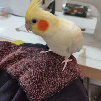 فروش عروس هلندی مولد به همراه تخم|پرنده|تولم شهر, |دیوار