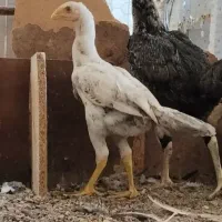 جوجه ۴ماهه