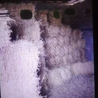 علفبهاره|عمدهفروشی|گنبد کاووس, |دیوار