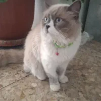 گربه رگدال هیمالین