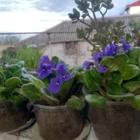 تعدادی گل افریقایی برای فروش دارم