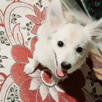 سگ پامر گمشده