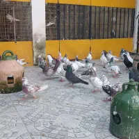 تعداد ۵۰ عدد کبوتر پرشی سالم واکسن خورده