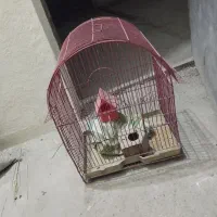 قفس|لوازم جانبی حیوانات|پاکدشت, پاکدشت (مامازند)|دیوار