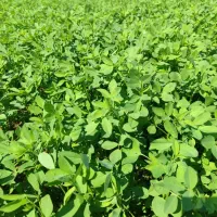 پتروک یونجه