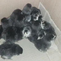 جوجه یک روزه و یک ماهه مرندی اصیل|حیوانات مزرعه|ری, شهرری|دیوار