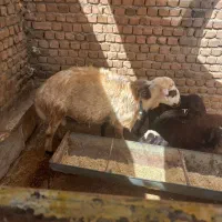 قوچ|حیوانات مزرعه|سیلاخور, |دیوار