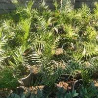 لاوسون فونیکس فینیکس گل و گیاه کاج طلایی|گل و گیاه طبیعی|چابکسر, |دیوار