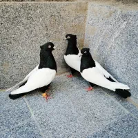 کفتر سینه سیاه