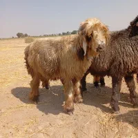 بره قوچ|حیوانات مزرعه|مرودشت, استادیوم‎|دیوار