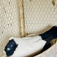 کبوتر پرستویی یا راهبه