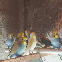 مرغ عشق رینبو
