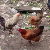 تخم مرغ محلی دانه ای ۱۲ هزار تومان